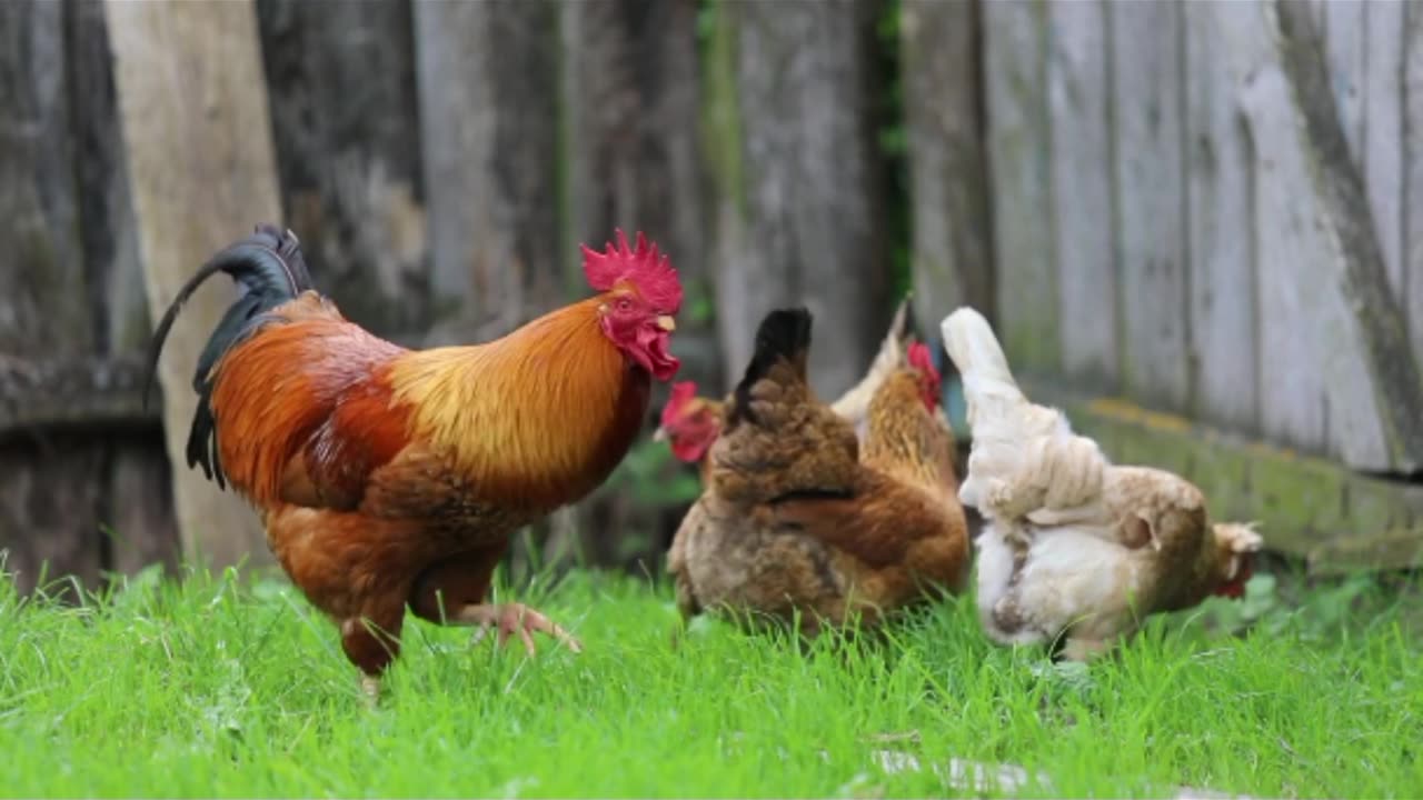 Beautiful nature with color full hen