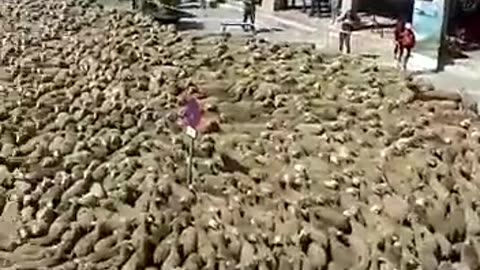 Sheep s work in a row