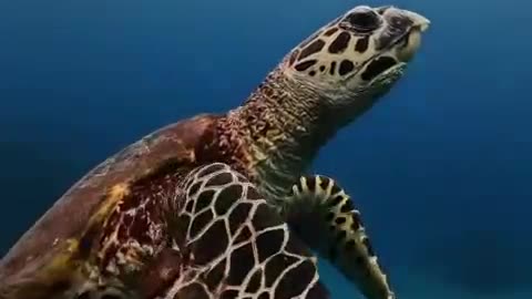 Turtle is swim with happyness