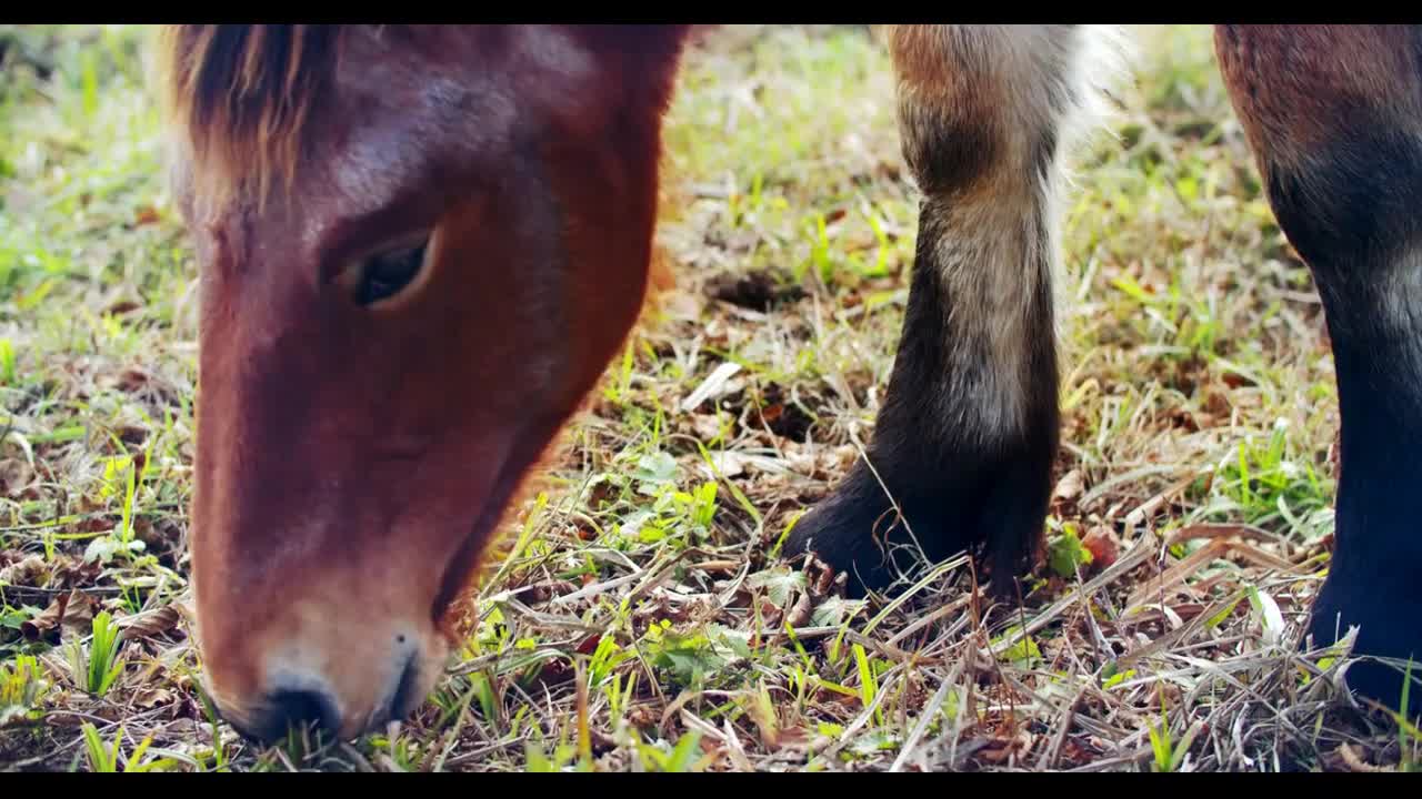 Beautiful red-haired brown horse eats grass