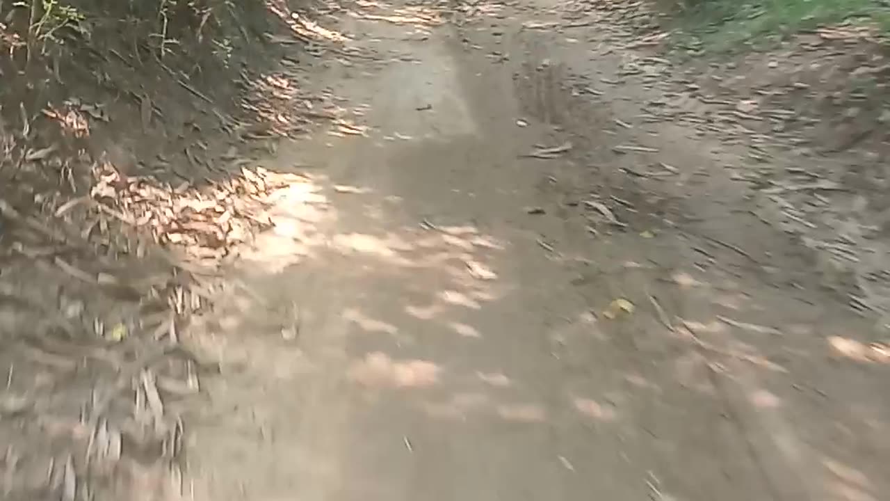 Amazing roots