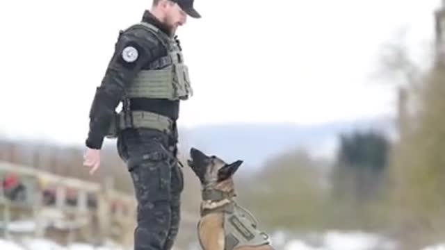 Army dog