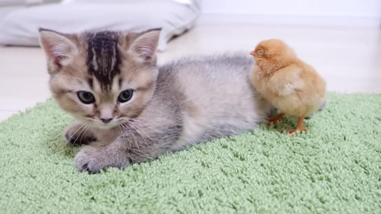 Looking back on how kitten Kiki met tiny chicks for the first time