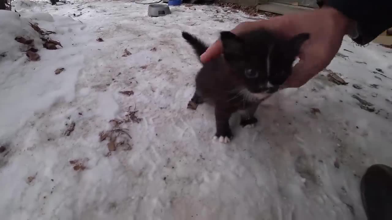 It's scary and cold here. Take me home dad, I'll be a good kitty