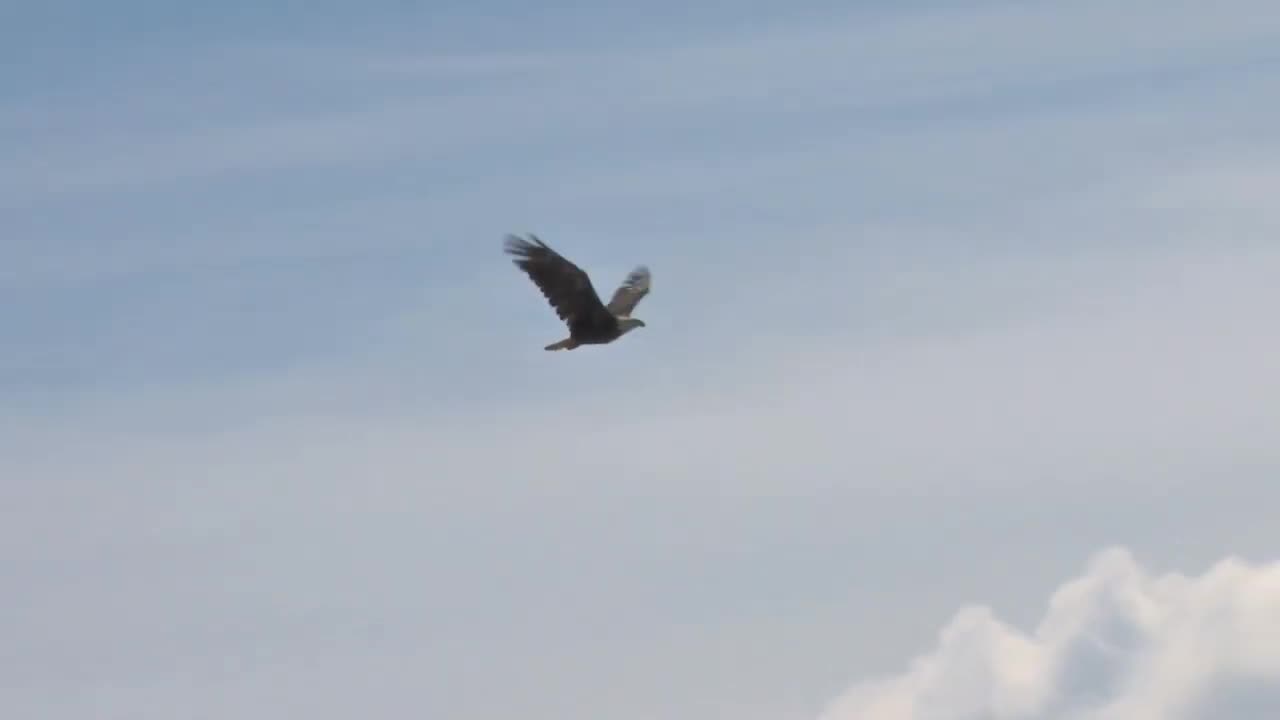 bald eagle soaring against clouds SBV 300128442 HD