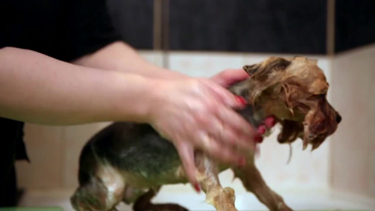 A woman is washing the dog off dirt after a walk in the long weather