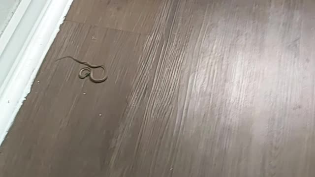 Snake in my bathroom