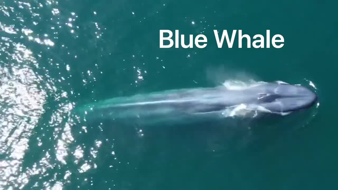 Baleen Whale Vocalizations What Do Whales Sound Like