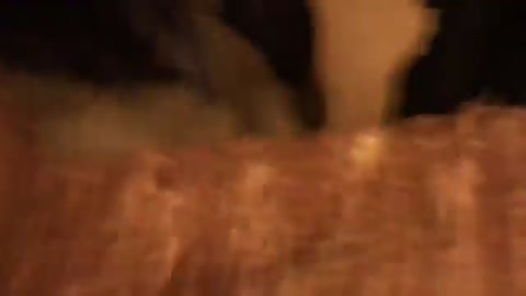 GRAPHIC: Moment a protestor was shot in neck, She later died in hospital