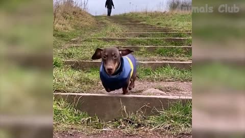 Funny Animal Videos 2023 🐕😍 Funniest Dogs And Cats Videos Part 6🐱🐱😊😊