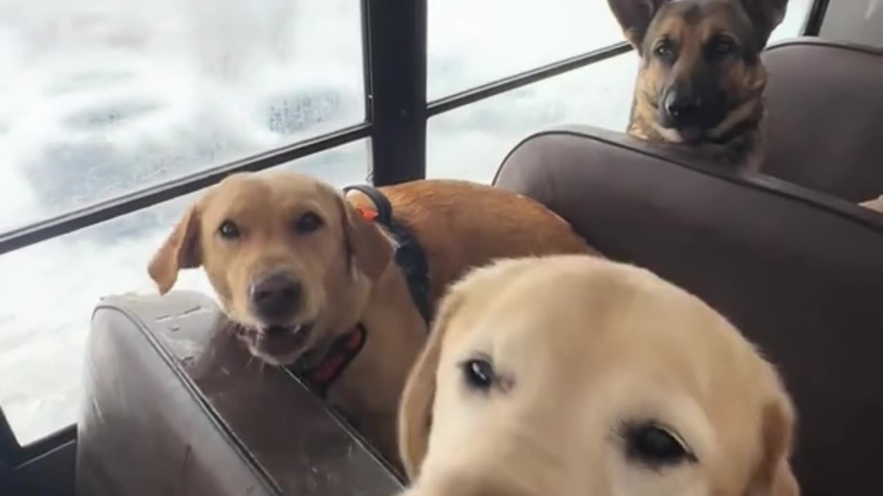 snacks #funnydogs