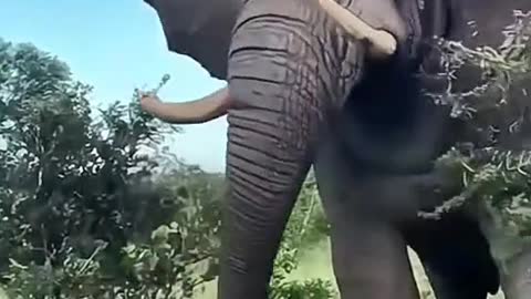 The elephant animal