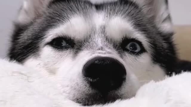 Does this husky have wise eyes?