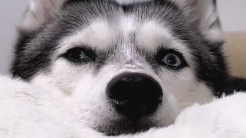 Does this husky have wise eyes?