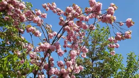Beautiful love pink flowers
