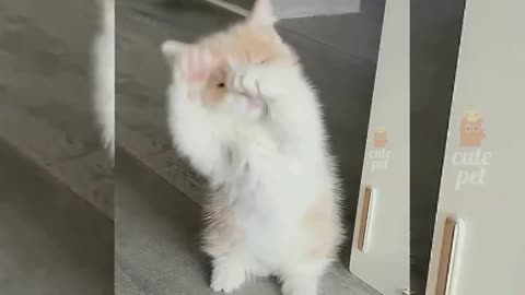 cats dancing