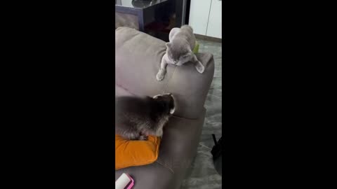 Cat fight 2