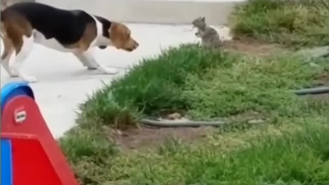 New Funny Videos 2022 Cutest Cats and Dogs