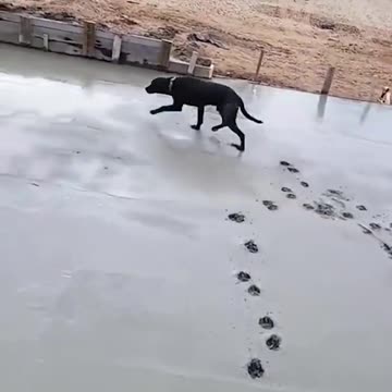 Best Funny Animal Videos 2022 😂😺 - Funniest