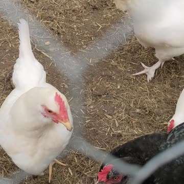 Chickens LOVE Wieners!