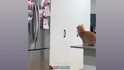 😍C_U_T_E Cat's can't laugh 🤣