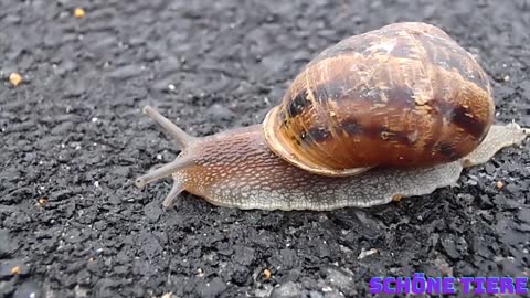 Land snail