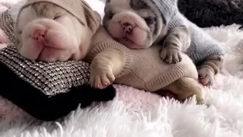 Two puppies