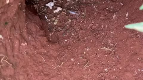 taking a peek at burrowing owl chicks #viral