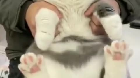 Funny video