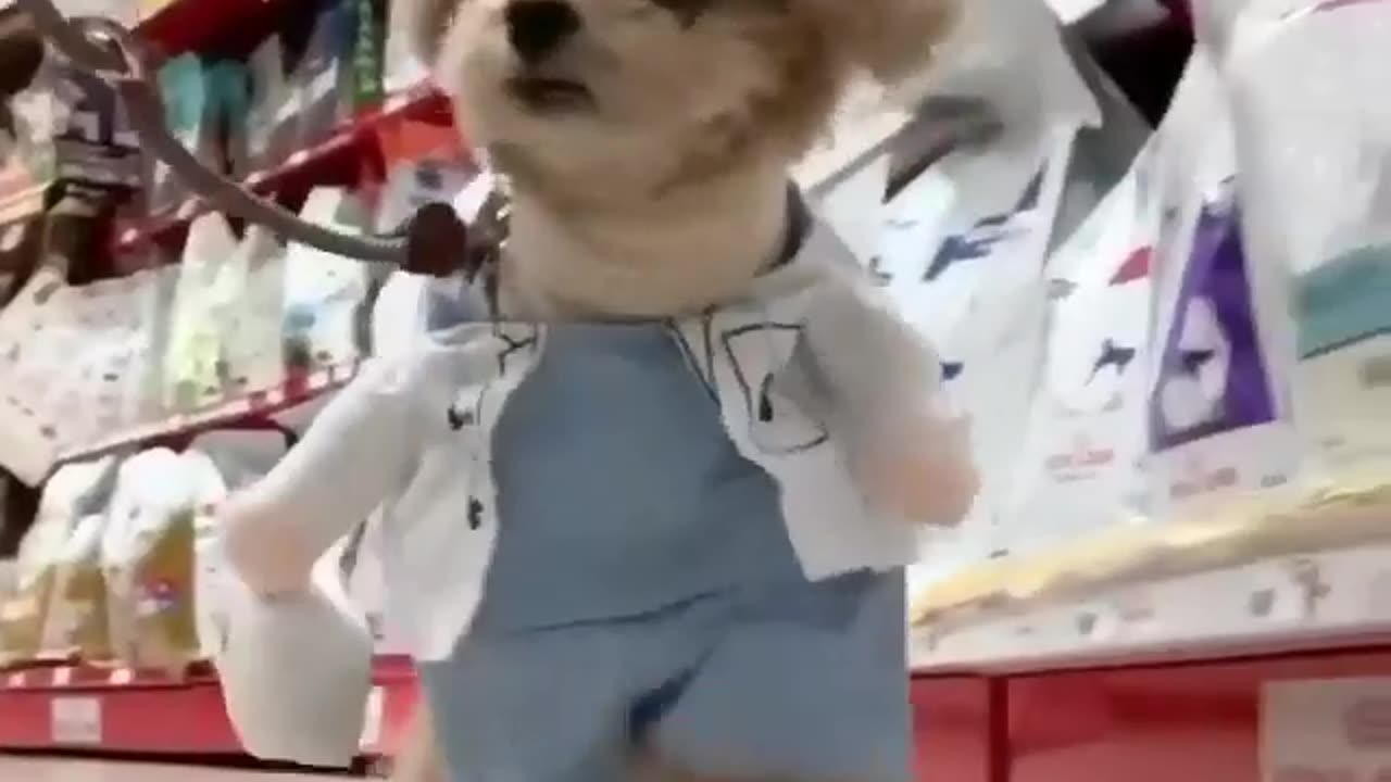 Animals magic