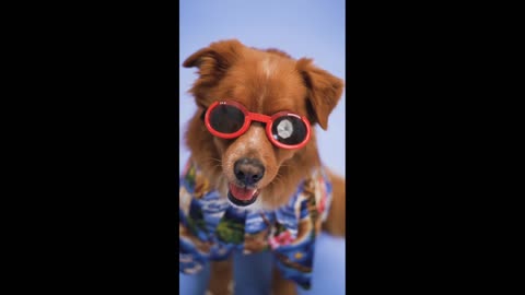 Funny Dog Videos | Styling Dog | The Dog is Wearing Glasses 🤓