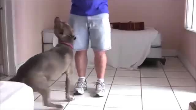 online dog 🐕 training video# amazing video