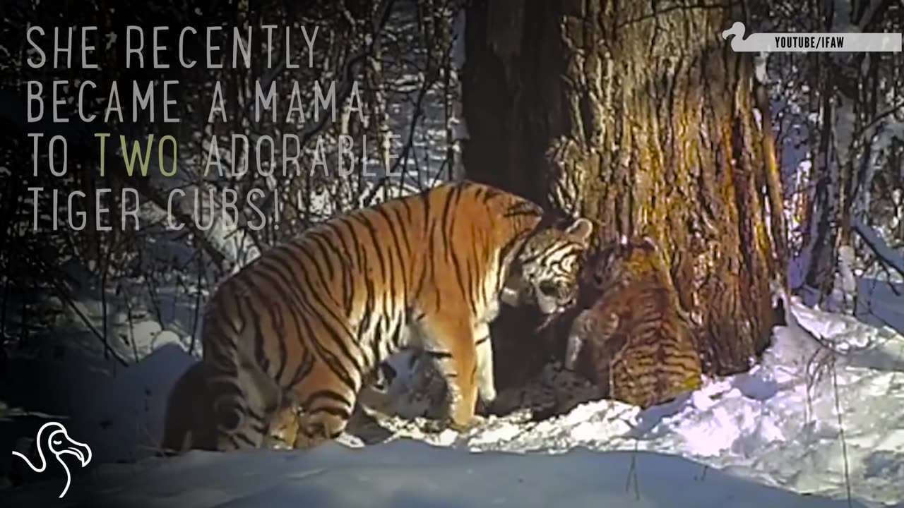 Rehabilitated Tiger Gives Birth In The Wild