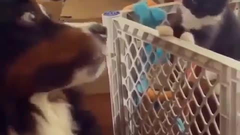 Funny animal videos|Cute animal videos |Funny dog&cat videos|Hilarious pet videos|Funny video