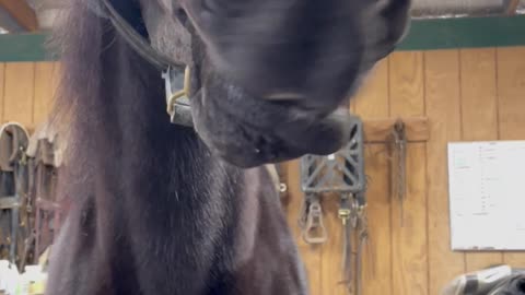 Karl The Show Horse Jokester