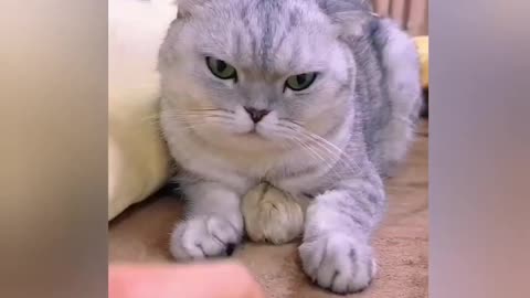 Best Funny Animal Videos 2023