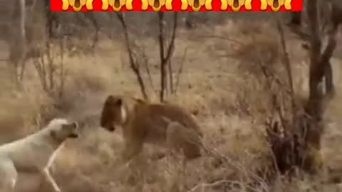 dog vs lion fight