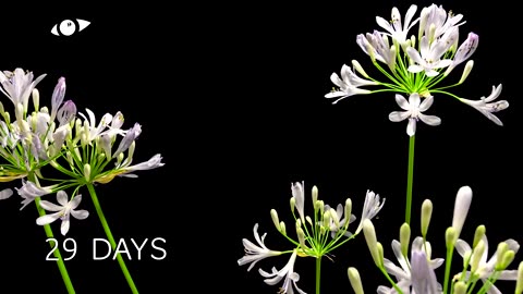 Agapanthus Flower Timelapse