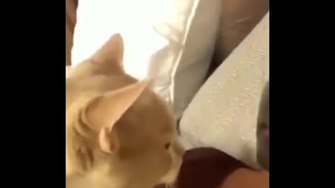 Funniest Cats 😹 - Don't try to hold back Laughter 😂 - Funny Cats Life