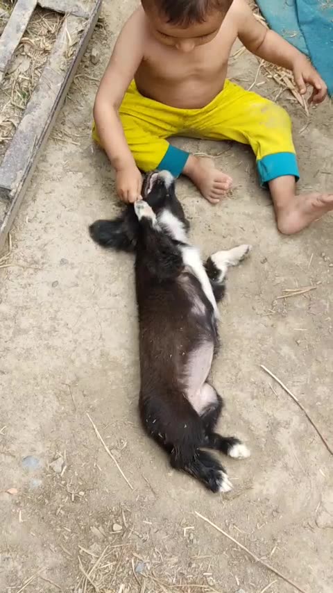 Baby vs Little Dog 🐕 Puppy 🐶