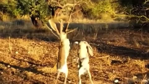 Have you ever seen Rabbits fighting