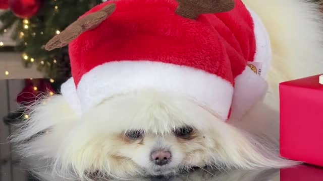 Christmas funny dog videos