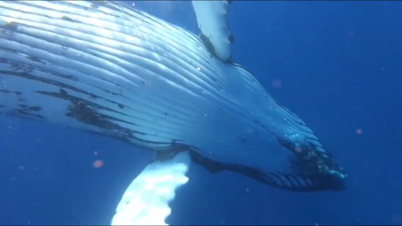 This Whale Wanted The Diver To Give Him A Belly Rub