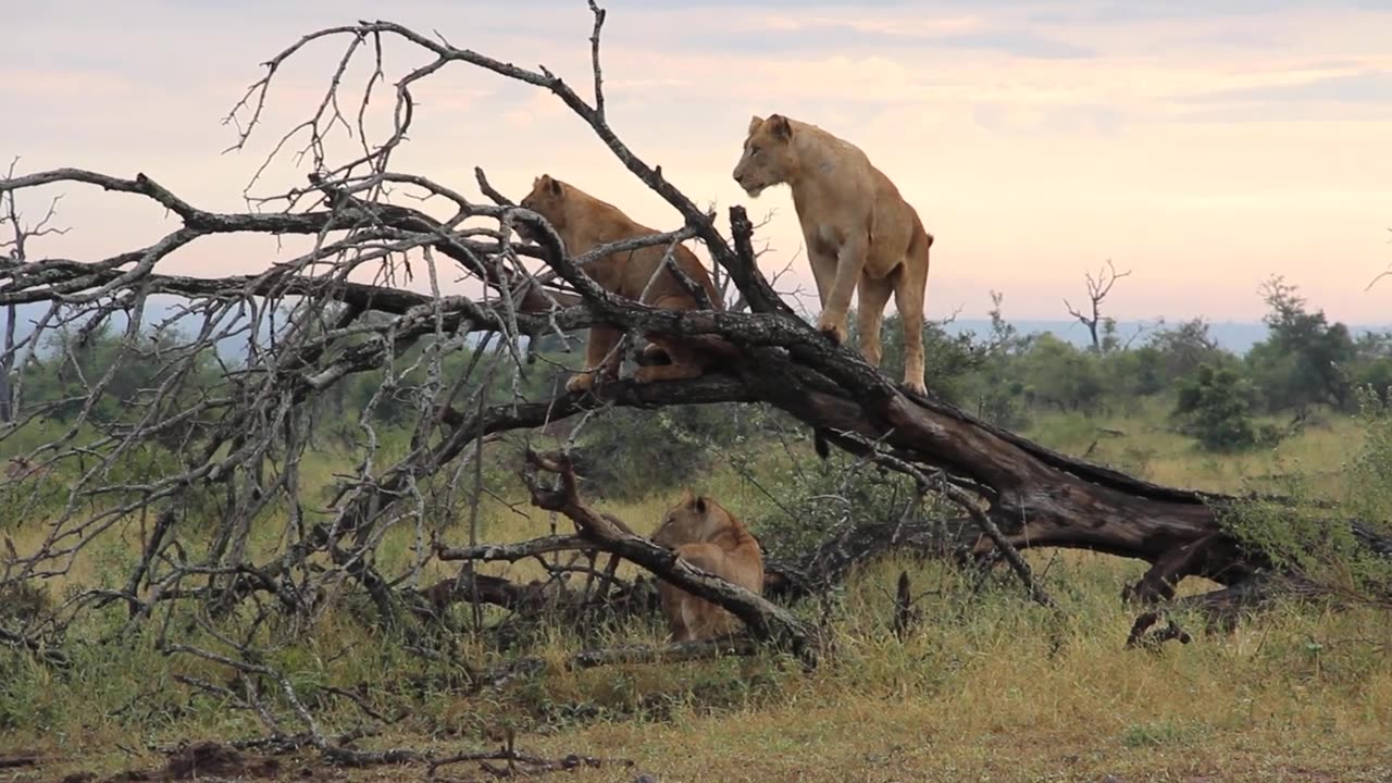 Playful lions of the Kruger National Park