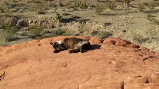 Gold Butte Backcountry Byway and Whitney Pockets