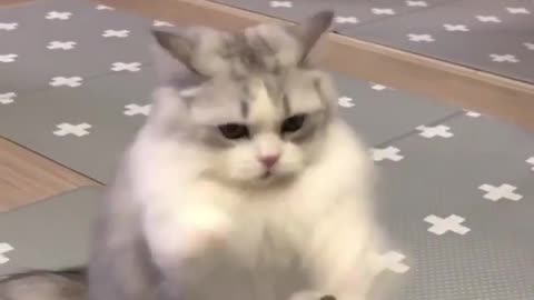 He accidentally kicked the dog