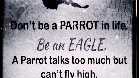 Don’t Be A Parrot in Life.