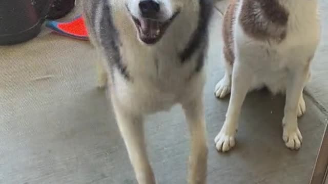 My Heart is Full of Sunshine ☀️#happydog #tiktokdogs #rescue #dogsofttiktok #doglove #dog