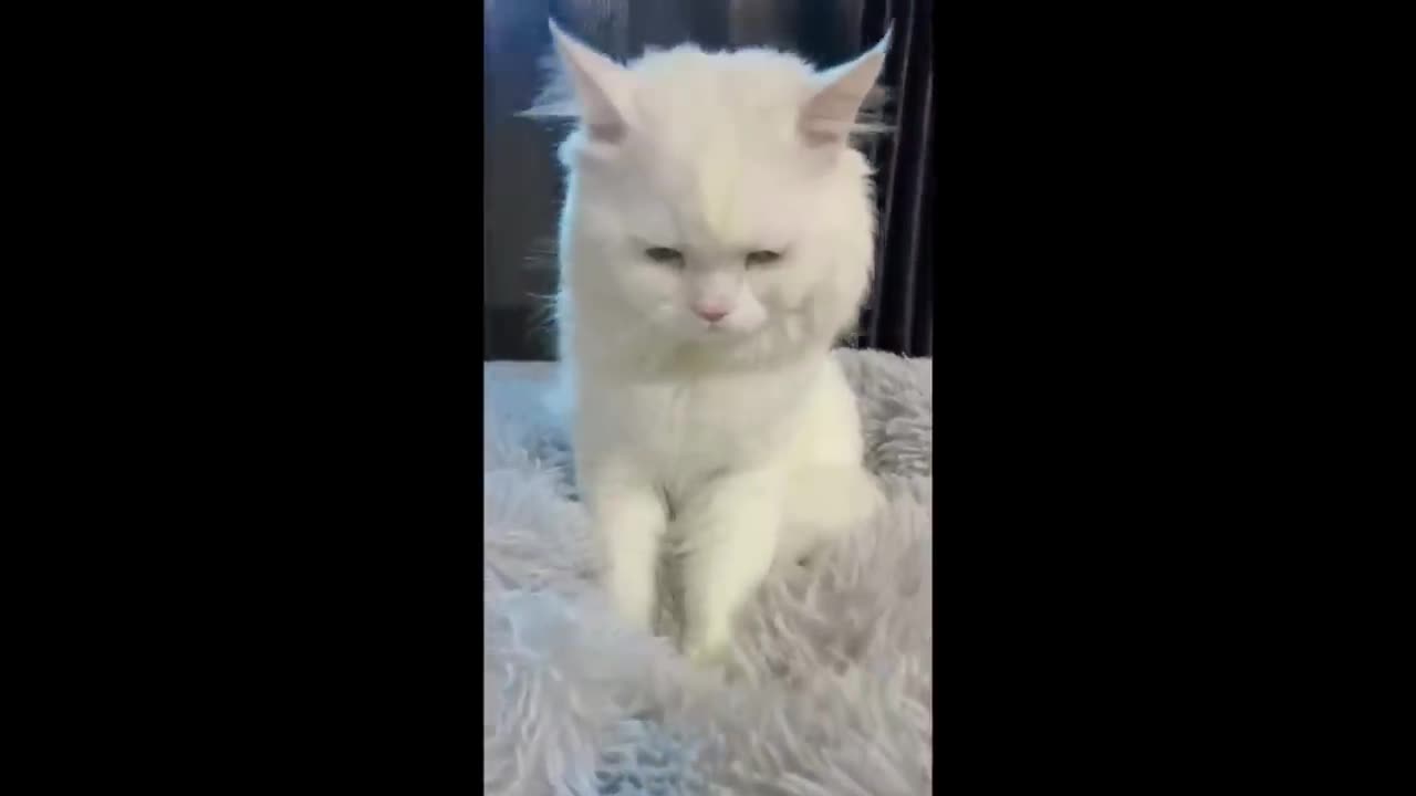 😂 Funniest Cats and Dogs Videos 😺🐶 -- 🥰😹 Hilarious Animal Compilation №518