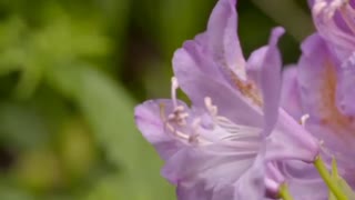 Relaxing lullaby nature sounds - Sounds for sleep